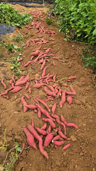 정태권님의 고구마 · 영농일지 작성글 사진