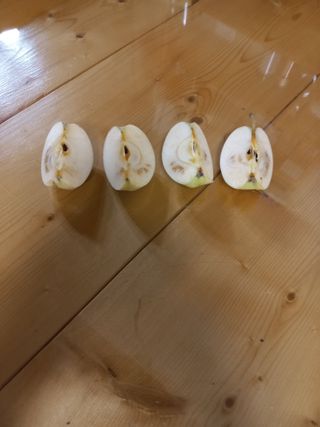 심무재 님의 사과 · 병해충상담 작성글 사진