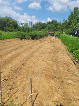 팜모닝 배추·영농일지 게시글 이미지