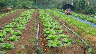 백창석님의 배추 · 영농일지 작성글 사진
