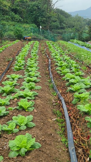 백창석님의 배추 · 영농일지 작성글 사진