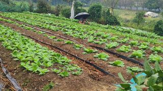 백창석님의 배추 · 영농일지 작성글 사진