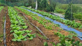 백창석님의 배추 · 영농일지 작성글 사진