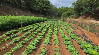 영월산지기148님의 한가위, 덕담을 나눠주세요 · 참여글 작성글 사진