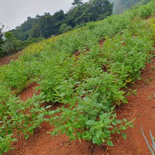 박경수님의 들깨 · 영농일지 작성글 사진
