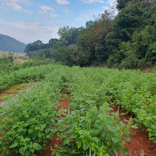 박경수님의 들깨 · 영농일지 작성글 사진