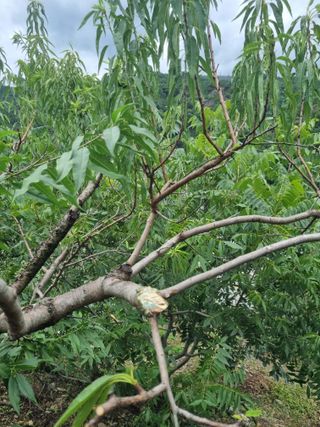 김용대님의 자유주제 · 자유게시판 작성글 사진