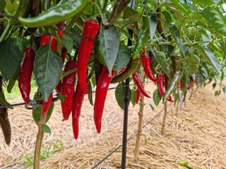 이종열님의 자유주제 · 자유게시판 작성글 사진