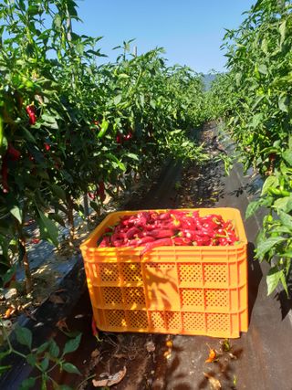 고추29286님의 배추 · 영농일지 작성글 사진