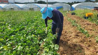 강성우님의 고구마 · 영농일지 작성글 사진