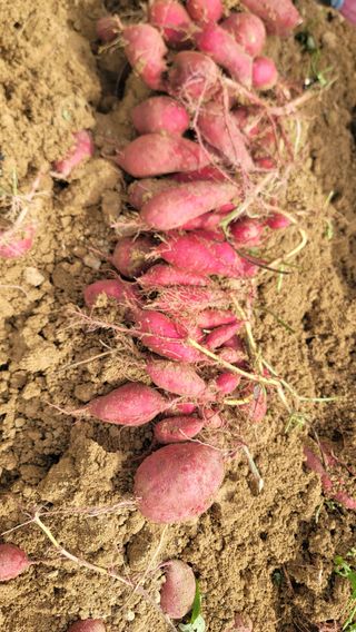 강성우님의 고구마 · 영농일지 작성글 사진