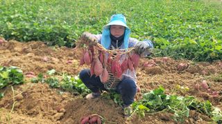 강성우님의 고구마 · 영농일지 작성글 사진