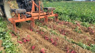 강성우님의 고구마 · 영농일지 작성글 사진