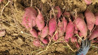 강성우님의 고구마 · 영농일지 작성글 사진