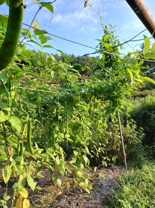 들국화님의 자유주제 · 자유게시판 작성글 사진