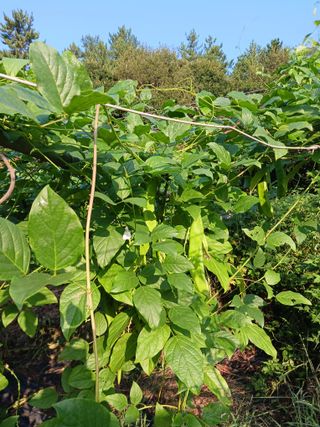 들국화님의 자유주제 · 자유게시판 작성글 사진