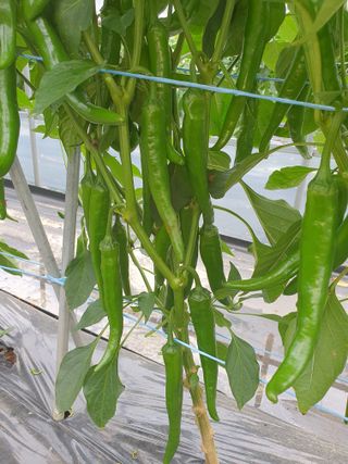 안비님의 고추 · 영농일지 작성글 사진