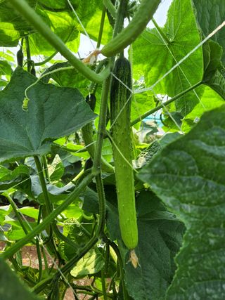 귀농알이님의 팜모닝 · 출석 작성글 사진