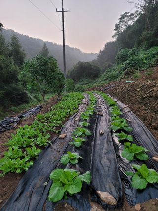 Kbcn님의 기타작물 · 영농일지 작성글 사진