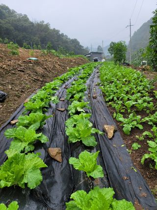 Kbcn님의 기타작물 · 영농일지 작성글 사진