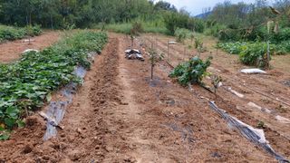초보농부님의 감 · 영농일지 작성글 사진