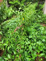 팜모닝 고추·영농일지 게시글 이미지