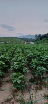 팜모닝 들깨·영농일지 게시글 이미지