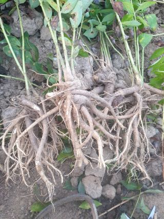 도시부부농부님의 기타작물 · 영농일지 작성글 사진