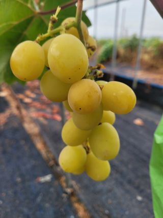 여우내 이순홍님의 포도 · 병해충상담 작성글 사진