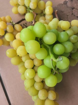 여우내 이순홍님의 포도 · 병해충상담 작성글 사진