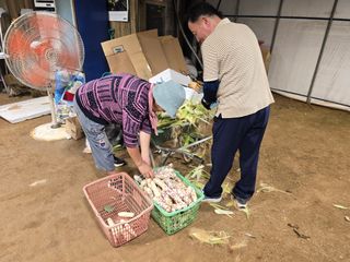 홍성덕님의 옥수수 · 영농일지 작성글 사진