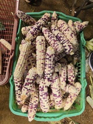 홍성덕님의 옥수수 · 영농일지 작성글 사진