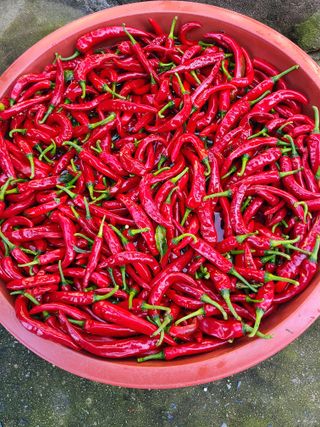 전홍열님의 고추 · 영농일지 작성글 사진