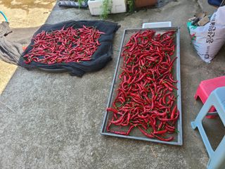 전홍열님의 고추 · 영농일지 작성글 사진