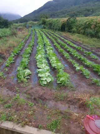 허굴산농장님의 자유주제 · 자유게시판 작성글 사진