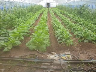 허굴산농장님의 자유주제 · 자유게시판 작성글 사진