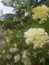 팜모닝 팜모닝·출석 게시글 이미지