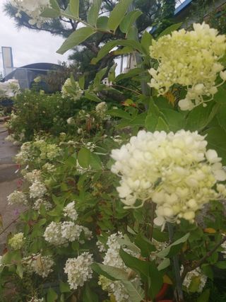 수국 은 나의희망님의 팜모닝 · 출석 작성글 사진