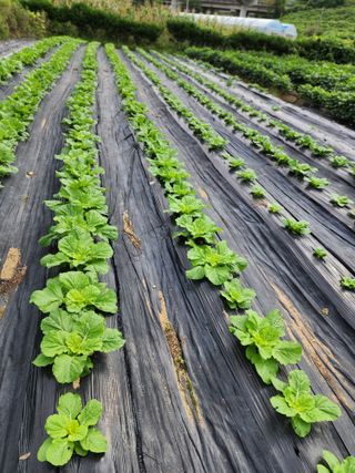 심순보님의 배추 · 영농일지 작성글 사진