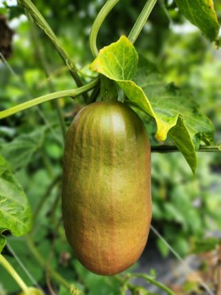 심순보님의 배추 · 영농일지 작성글 사진