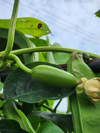 심순보님의 배추 · 영농일지 작성글 사진