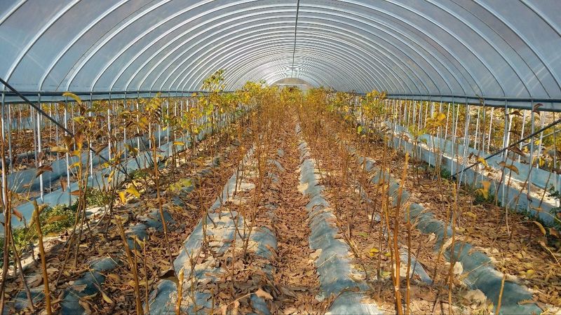 이동훈님의 장터 판매 상품 [신령접목호두1년생묘목] 첨부 사진