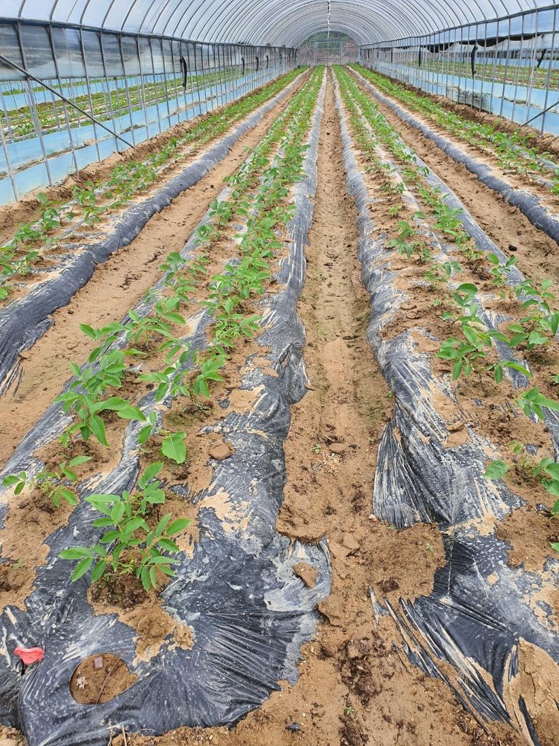 이동훈님의 장터 판매 상품 [신령접목호두1년생묘목] 첨부 사진