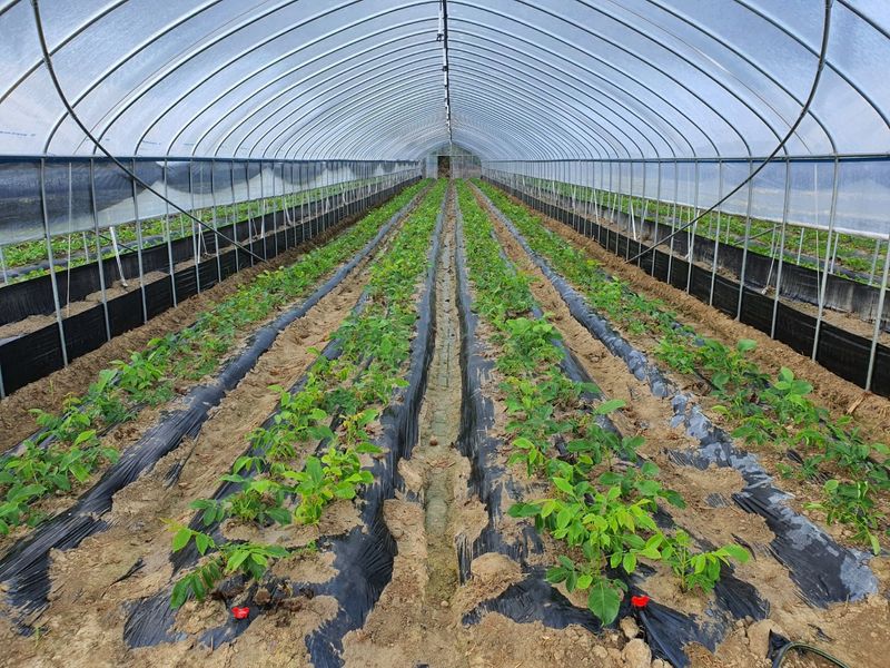 이동훈님의 장터 판매 상품 [신령접목호두1년생묘목] 첨부 사진