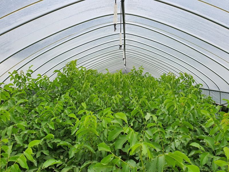 이동훈님의 장터 판매 상품 [신령접목호두1년생묘목] 첨부 사진