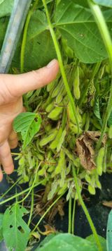 팜모닝 콩·영농일지 게시글 이미지