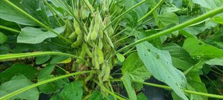 초보농민님의 콩 · 영농일지 작성글 사진