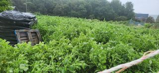 초보눙사꾼님의 자유주제 · 자유게시판 작성글 사진