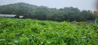 초보눙사꾼님의 자유주제 · 자유게시판 작성글 사진