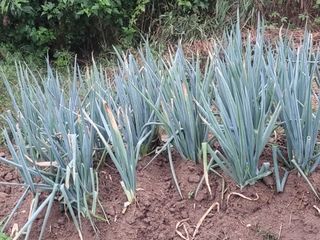 텃밭농부올빼미님의 파 · 영농일지 작성글 사진